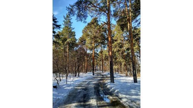 Челябинский городской бор. Весна радует нас яркими, солнечными днями!…