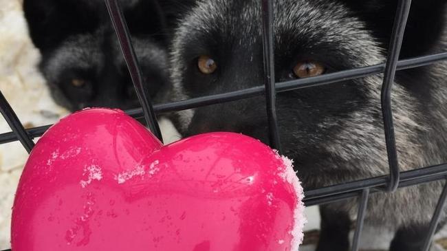 Челябинский зоопарк предлагает горожанам подарить животным игрушки