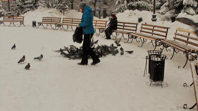 Запорошенный снежком парк Пушкина 😊 А когда вы в последний раз бывали в парке?