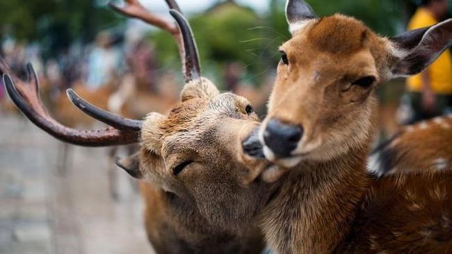 В челябинском зоопарке объявили романтический конкурс ко Дню Святого Валентина