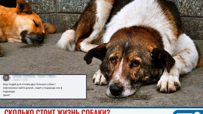😱 В Челябинской области пользователи соцсетей открыто предлагают свои услуги по убийству животных. Цена вопроса - 2 000 рублей.
