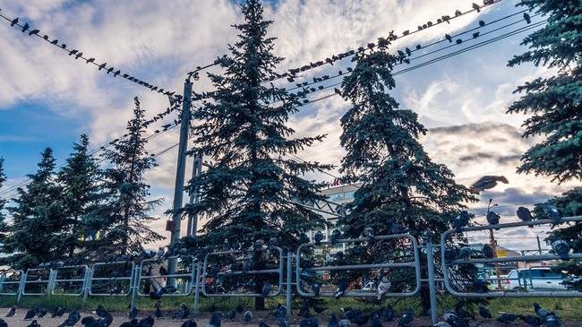 Вечер в Челябинске. Вечерняя планерка голубей 🕊 По-видимому, совещаются, как будут проводить выходные 😄