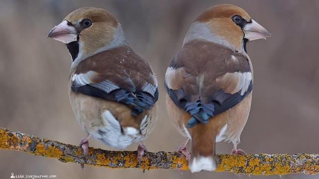 ТОП-10 южноуральских птиц, которые драматично выясняют отношения
