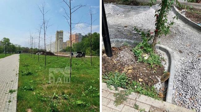 🌳 В сквере «Плодушка» погибли почти все вновь высаженные деревья 