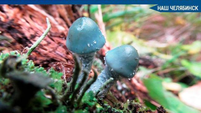 🍄 На Таганае замечены редкие голубые грибы - строфарию сине-зелёную.