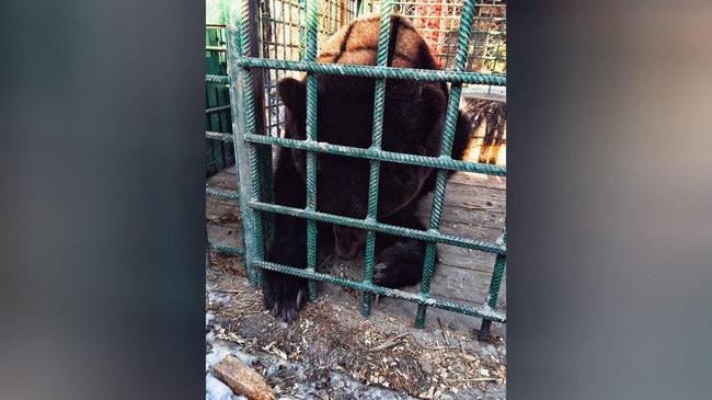 Даллакян встретил медведицу Машу, которую привезли из разорившегося зоопарка