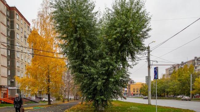 Вот такое дерево любви у нас в Челябинске 💚