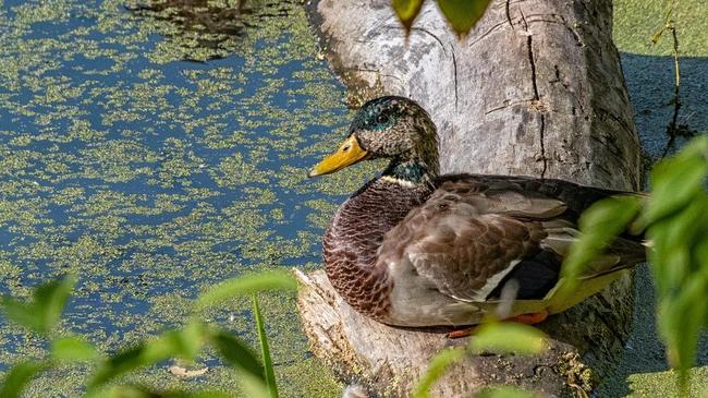 🦆 Забавный селезень на берегу Миасса. Расскажите, где в Челябинске можно покормить уток?