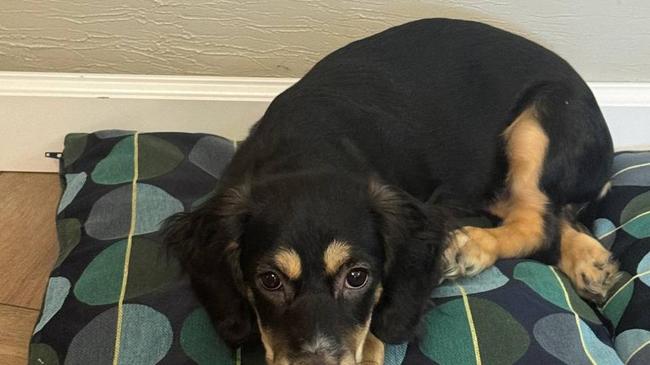 Найдись хозяин!