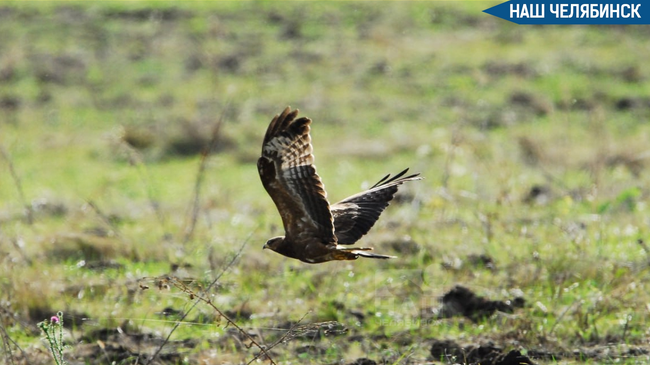🦅 В Челябинске спасли хищную птицу, залетевшую в автомобиль