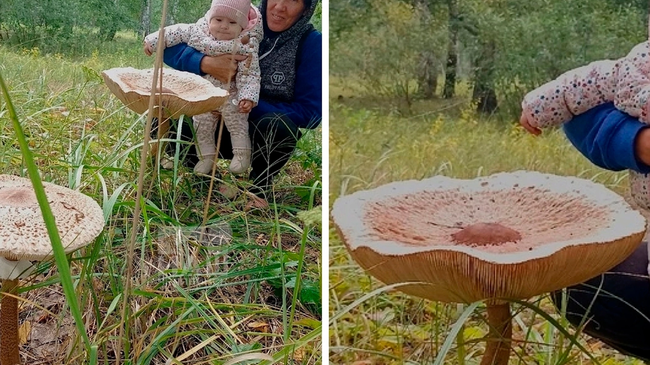 🍄 Южноуральцы встретили в лесу грибы-гиганты 