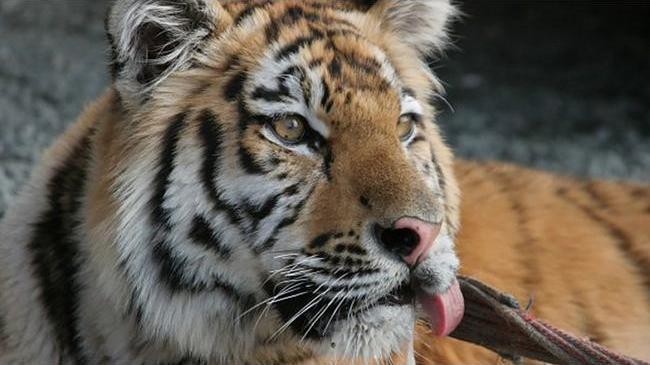 Легендарному тигру Жорику исполняется 10 лет