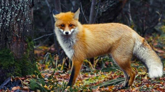 🦊Рыжая красавица