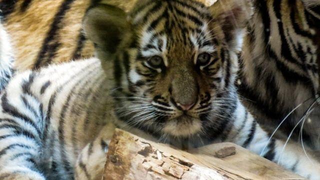 К доктору Айболиту. Малыша уссурийского тигра привезут на лечение в Челябинск