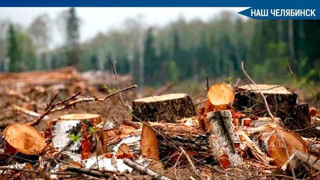 🌳🪓 В Челябинске в мае вырубят 38 деревьев для безопасности жителей.