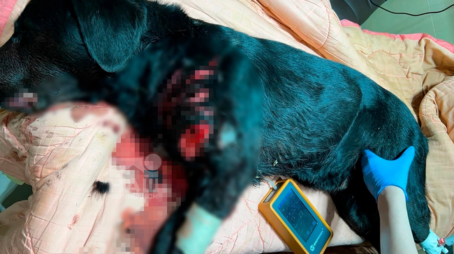 😡 В Коркино мужчина изрезал собаку газонокосилкой 