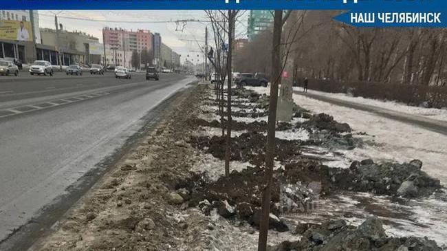 🌳 В первый раз не получилось. На Комсомольском проспекте заменят высаженные деревья