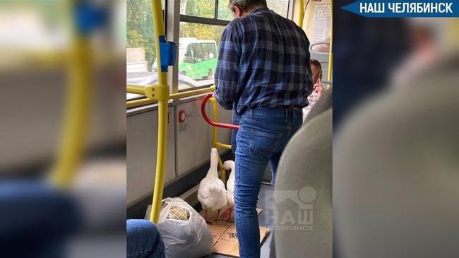 🪿 Знаменитую парочку гусей заметили в автобусе