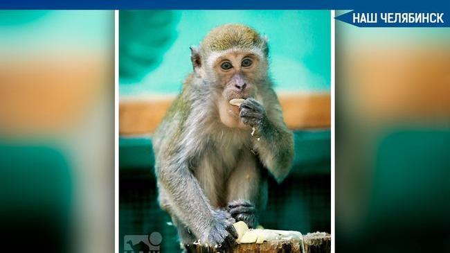 🐵 Челябинский зоопарк закрыл для посещения зал приматов из-за рисков заражения коронавирусом. Об этом сообщили в администрации зверинца. 