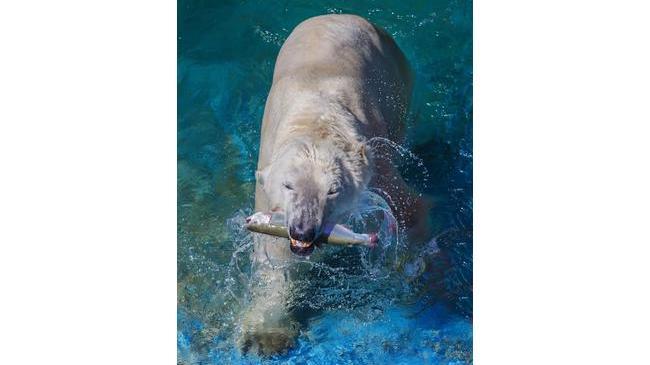Белые медведи Сеня с Айришей из челябинского зоопарка на рыбалке 🐟. 