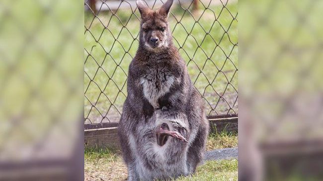 В челябинском зоопарке родился кенгурёнок