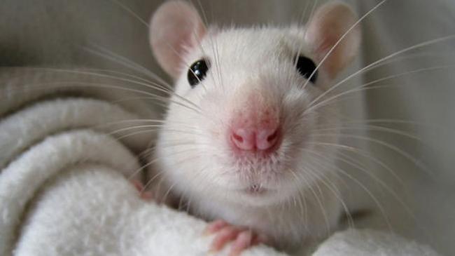 Ветеринары призвали не дарить крыс на Новый год