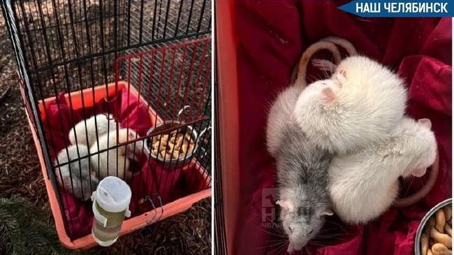 🐭 Челябинка спасла трех брошенных у забора крыс