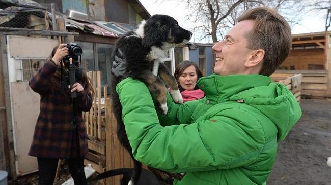 В Челябинске могут открыть муниципальный приют для животных