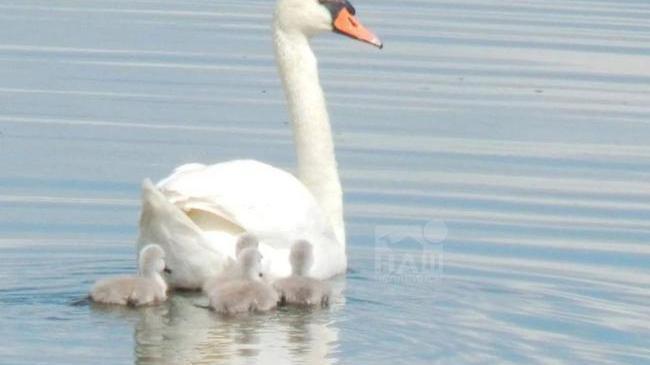 🦢Лебединое пополнение в Озерске