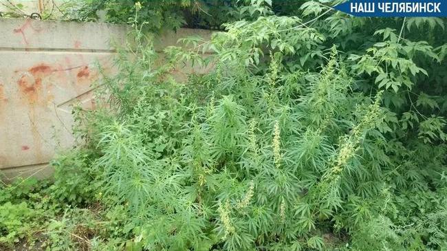 🌱 40 кустов конопли уничтожили в Челябинске