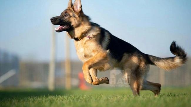 🐶 В Челябинске собаки станцуют под «Катюшу» в честь Дня Победы