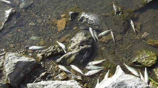 Мор рыбы в озере Синеглазово объяснили аномальной жарой