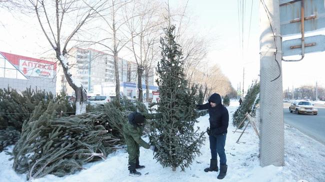 Премиум-сегмент на елочных базарах: за новогоднее дерево просят 18 тыс руб