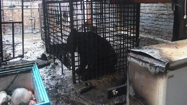 Ветеринары не могут попасть к медведю, который загорелся в закрытой клетке