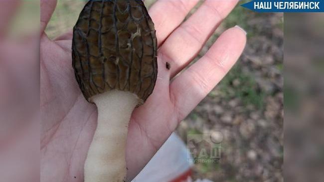 🍄‍🟫 Грибники Челябинской области начали собирать первые сморчки