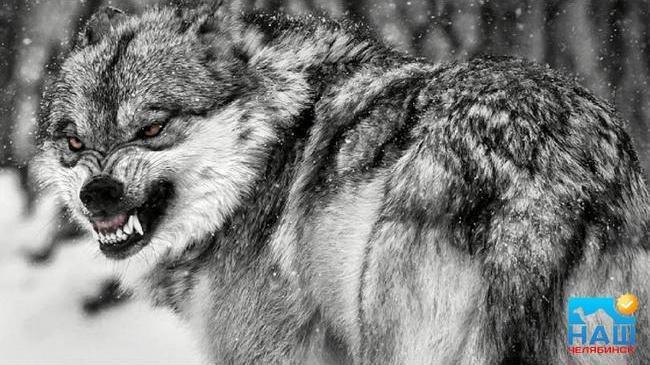 ‼ Волки нападают на собак и скот в окрестностях Челябинска 