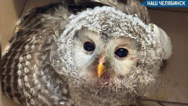 🦉 Совёнку с поврежденным крылом помогают выжить челябинские врачи