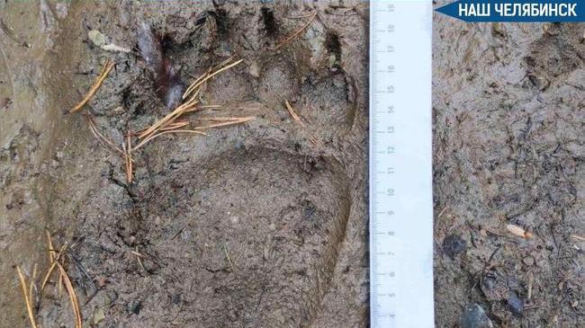 🐻 Медведи начали выходить к тропам в нацпарке «Таганай»