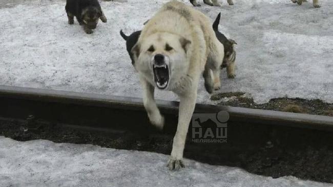 🐕 В поселке Шагол стая бездомных собак напала на 10-летнюю девочку