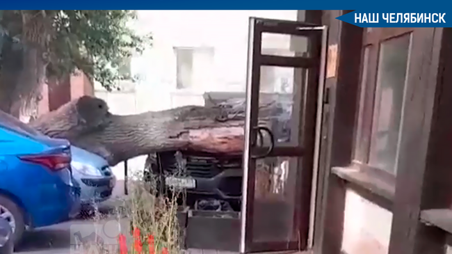 😨 В Челябинске на припаркованный Volkswagen рухнуло дерево. 