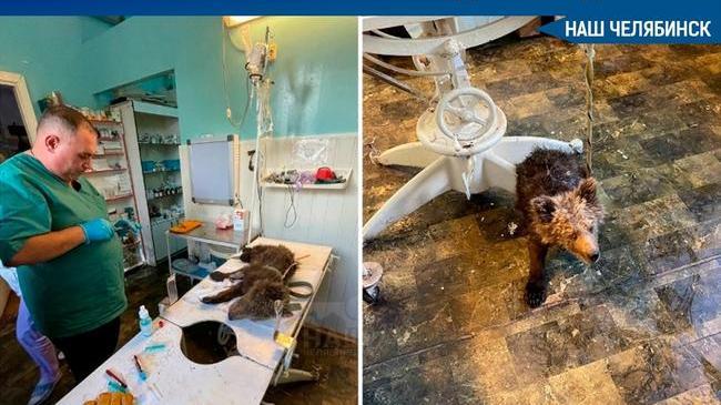 🐻 Одного поймали, второго ищут.