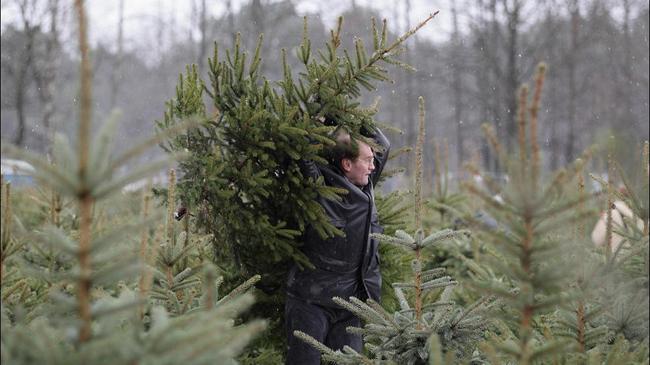 Шесть лет тюрьмы за новогоднюю елку. В челябинских лесах усилили контроль за незаконной вырубкой деревьев.
