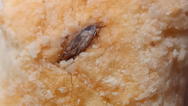 «С изюминкой». Жительница Челябинска купила булку, начиненную тараканами