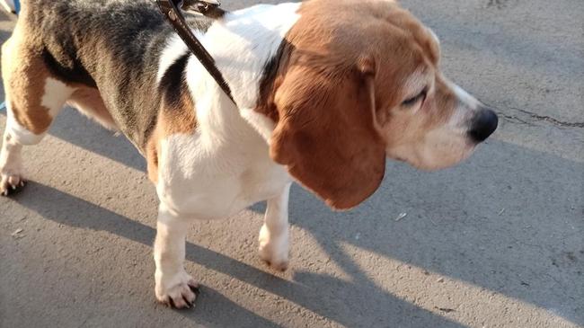 Нашли Бигль