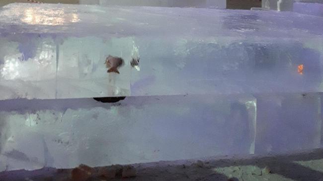 В ледяной глыбе для новогоднего городка в центре Копейска обнаружили замерзшую рыбу
