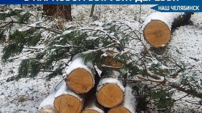 🪓 В Парковом спилят деревья ради строительства детского сада