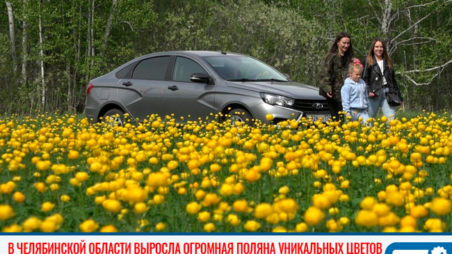 В Челябинской области выросла огромная поляна уникальных цветов-купальниц