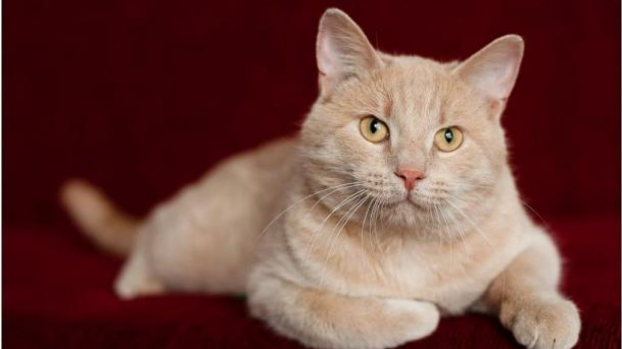 Ребята кошатники, помогите пожалуйста определить что это за порода? 