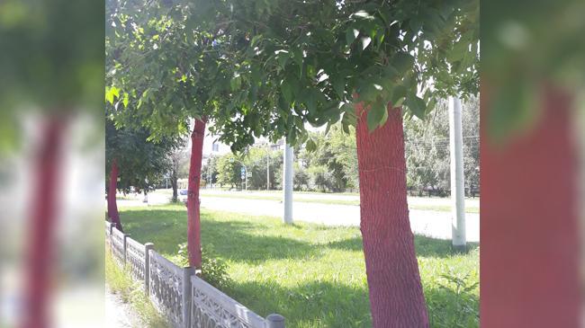 В промышленном районе Челябинска появились деревья с розовыми стволами
