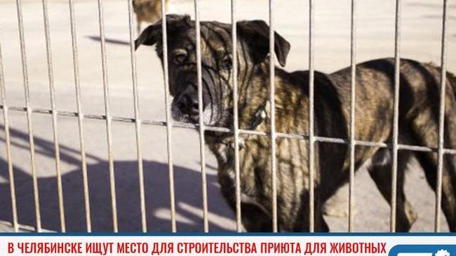 ⚡ Министерство сельского хозяйства Челябинской области ищет место для строительства приюта для бездомных животных в Челябинске 🐕.